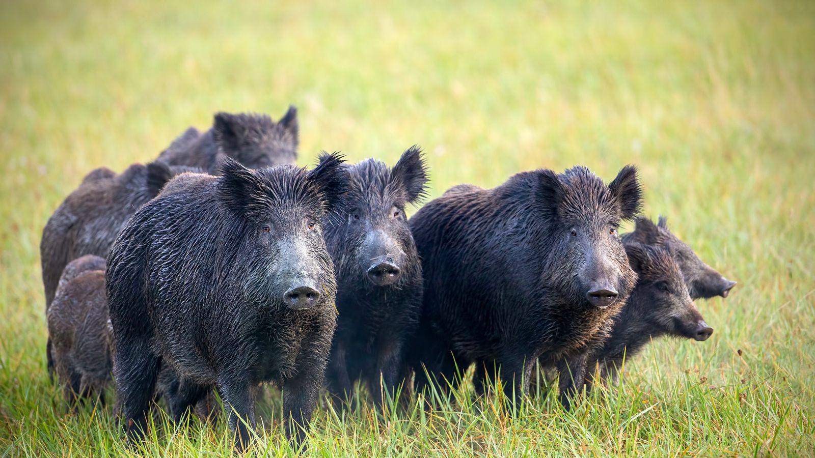Wild Boar Discover And Snort 17 000 Of Cocaine In Tuscan Forest Wild Boar Discover And Snort 17 000 Of Cocaine In Tuscan Forest