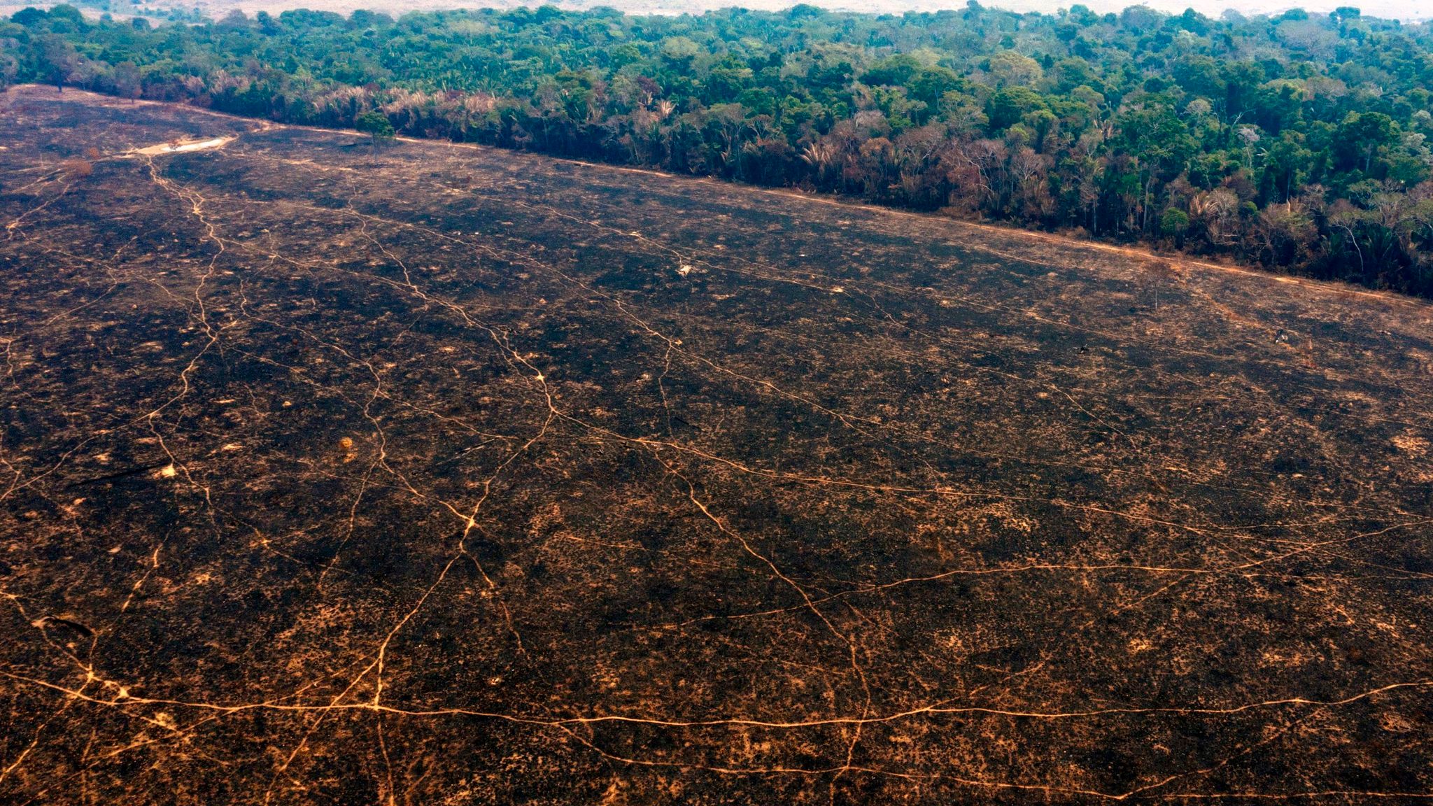 Brazil S Amazon Deforestation At Highest Rate In 11 Years Country S Space Agency Says Climate News Sky News