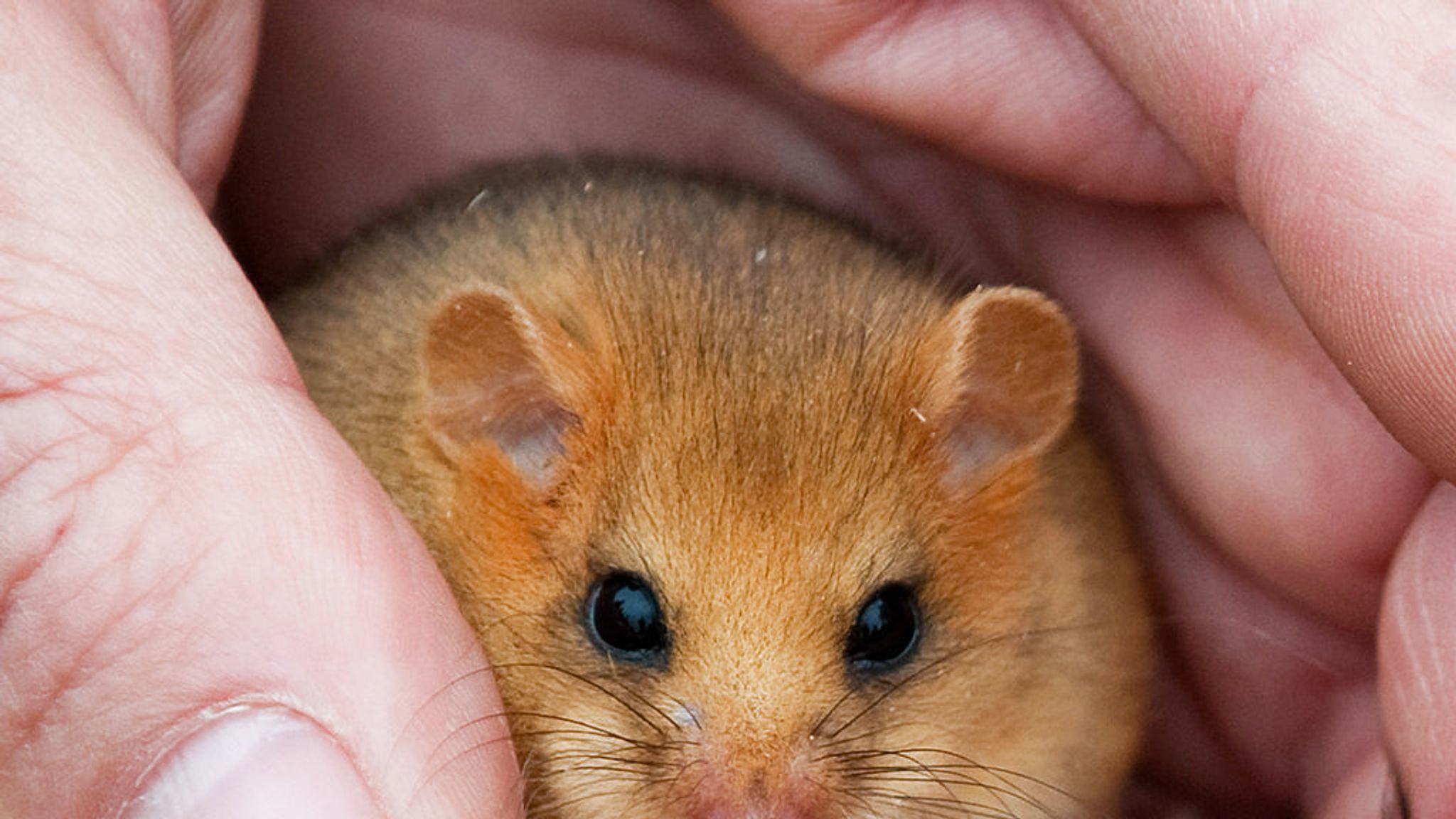 dormouse-numbers-have-halved-in-britain-uk-news-sky-news