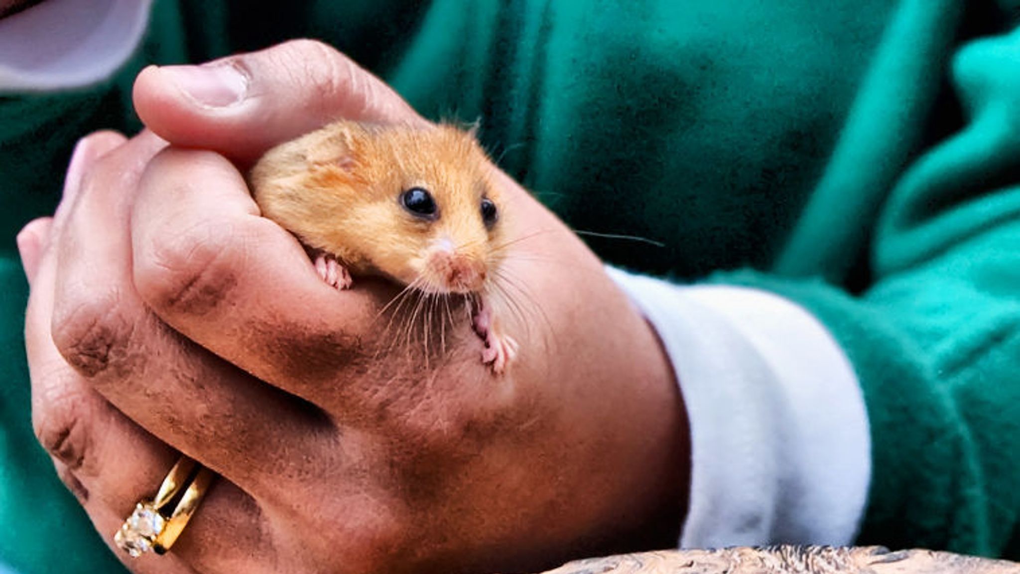 Dormouse numbers 'have halved' in Britain | UK News | Sky News