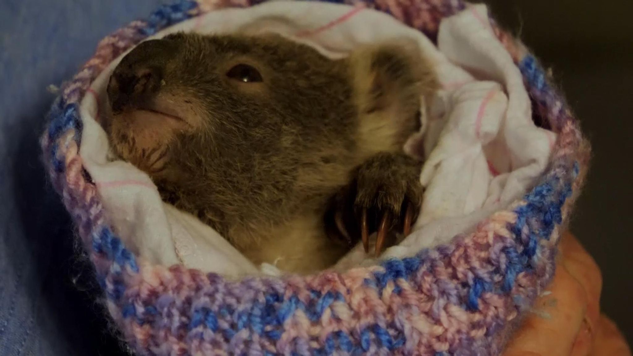 Australia bushfires: Meet the koalas lucky to be alive after ...