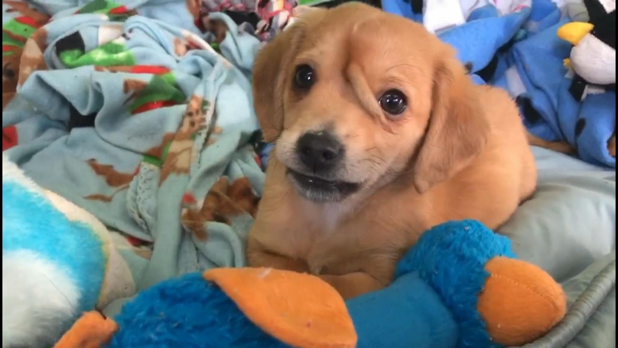 A puppy was born with a vestigial small tail on his face. The tail is not connected does not wag and causes no problems