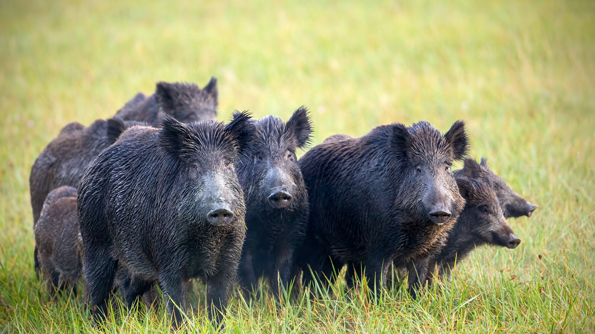 Wild boar discover and snort £17,000 of cocaine in Tuscan forest, World  News