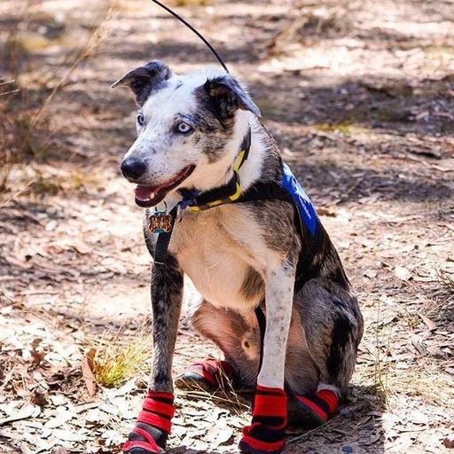 The OCD dog saving koalas trapped by bushfires