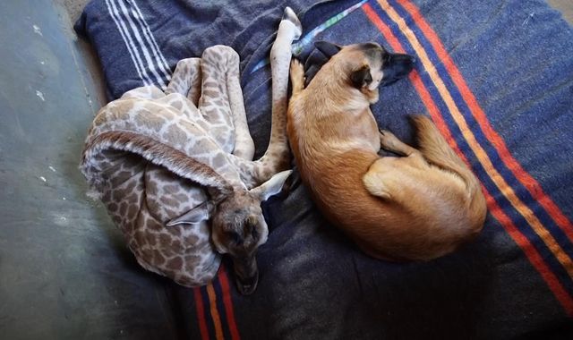 Hunter and Jazz: Dog and giraffe become best of friends