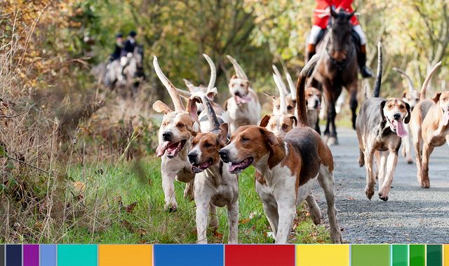 General election: Conservatives set to ditch fox-hunting pledge in manifesto