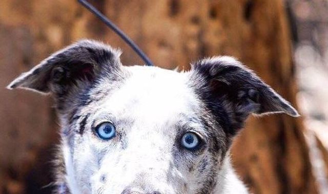 Meet Bear, the OCD dog saving koalas trapped by bushfires