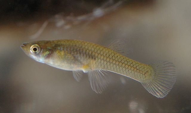 'Prozac pollution' making fish less aggressive, says study