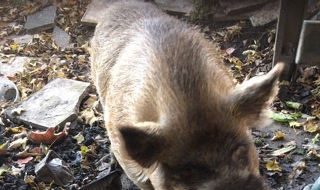 What a Pickle! Pig causes chaos for commuters in south west London