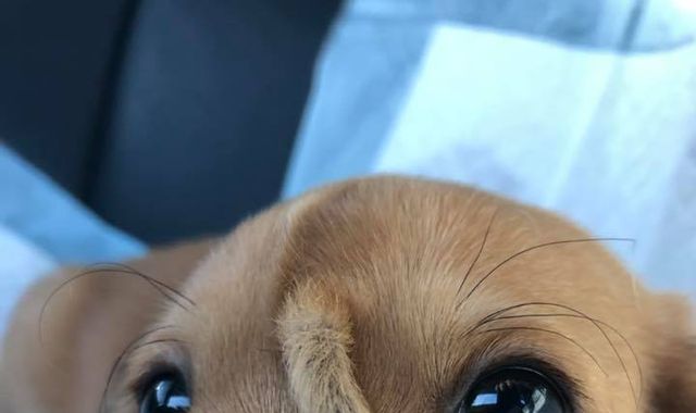 'Unicorn' puppy with tail on its face rescued from streets