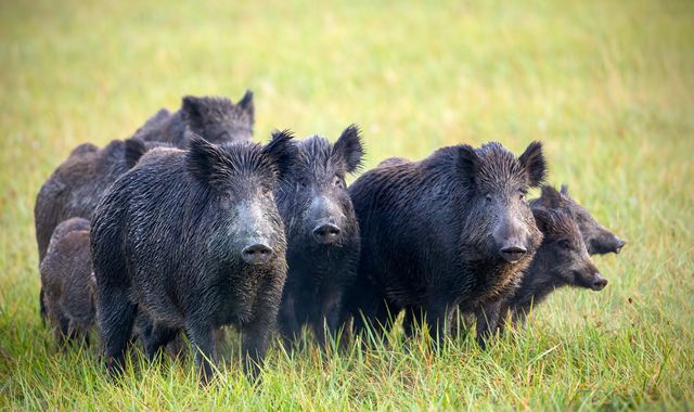 Wild boar discover and snort £17,000 of cocaine in Tuscan forest