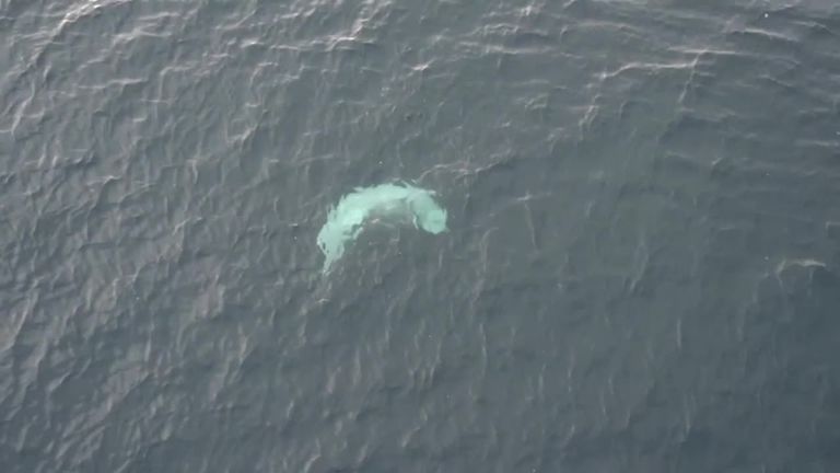 Russia says it has completed its operation to release the last of the captured beluga whales