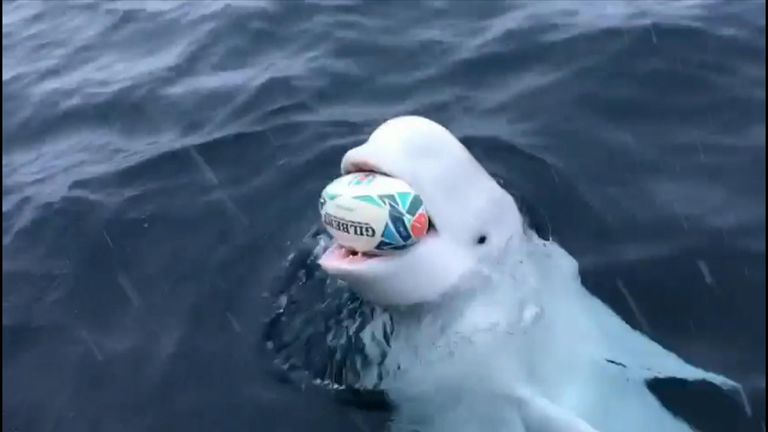 Incredible footage has emerged showing South African rugby players playing catch with a beluga whale near the North Pole