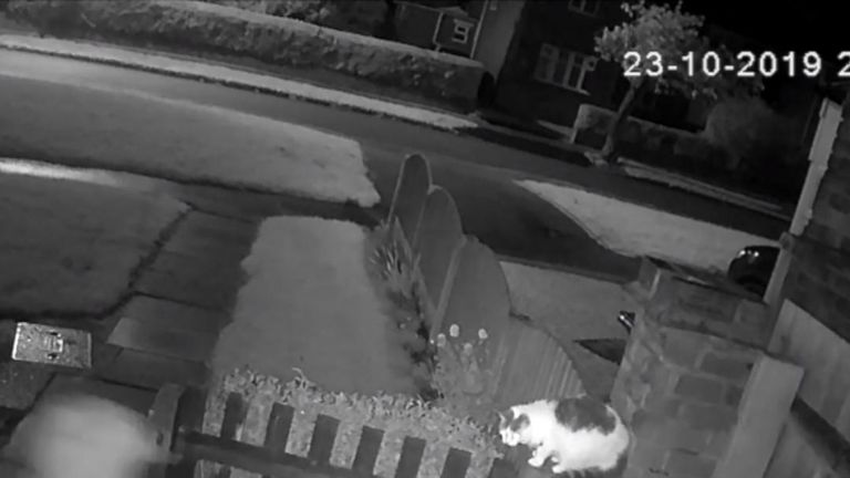 The man shines a light on the cat before the savage attack