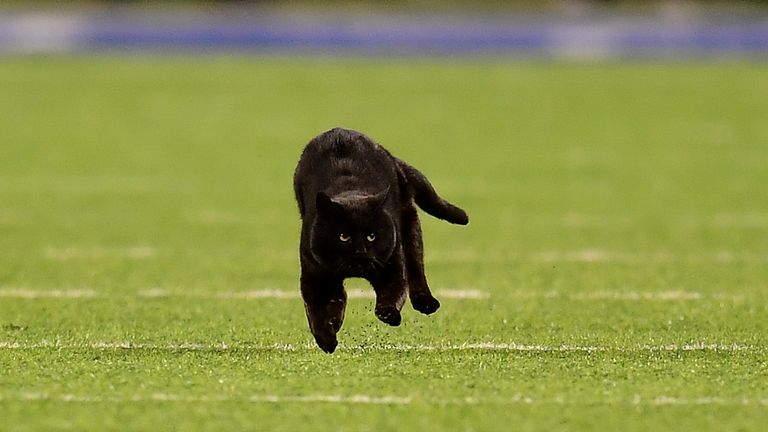 NFL: Black cat that stormed football pitch in the US is still on the run, Offbeat News