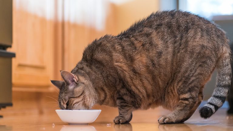 One million more cats have been diagnosed as obese in the past year
