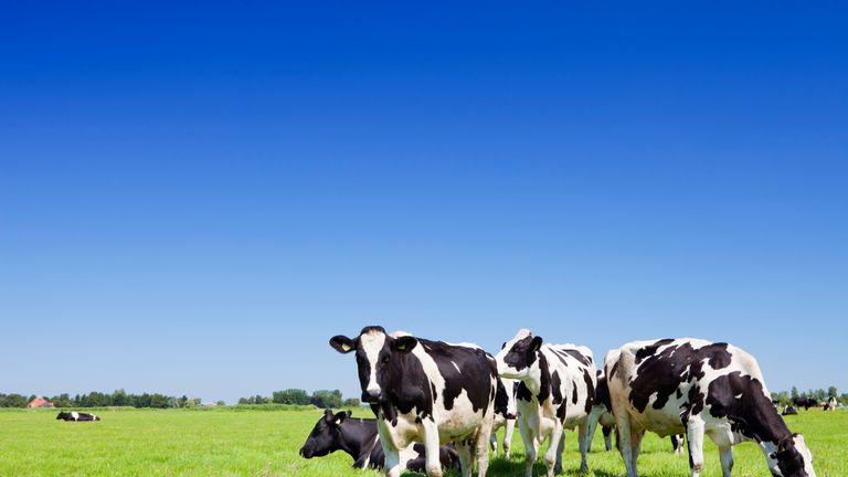 Cows in a grassy field