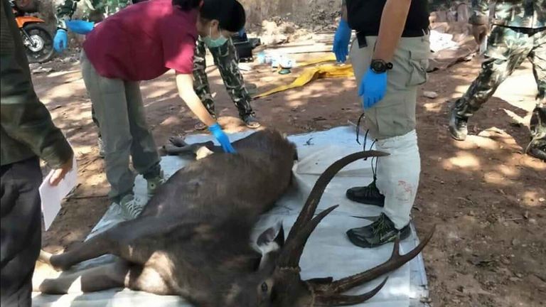 The Sambar deer was found dead near the National Park&#39;s office on Monday. Pic: Department of National Parks
