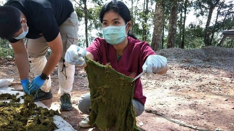Towels were also found in the deer&#39;s stomach. Pic: Department of National Parks