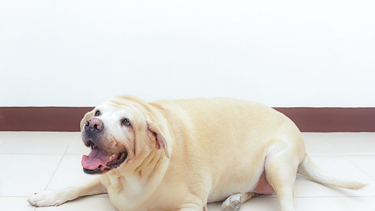 There are more fat labradors in the UK than any other breed - but proportionally they are the seventh most obese