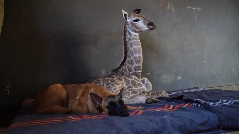 A dog in South Africa has befriended a baby giraffe that was abandoned at birth, rescued and taken to a local orphanage