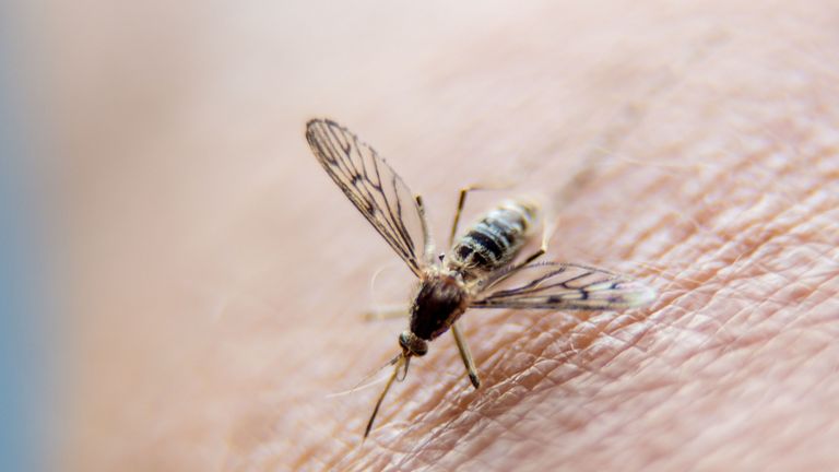 El parásito de la malaria se transmite por la picadura de un mosquito infectado.