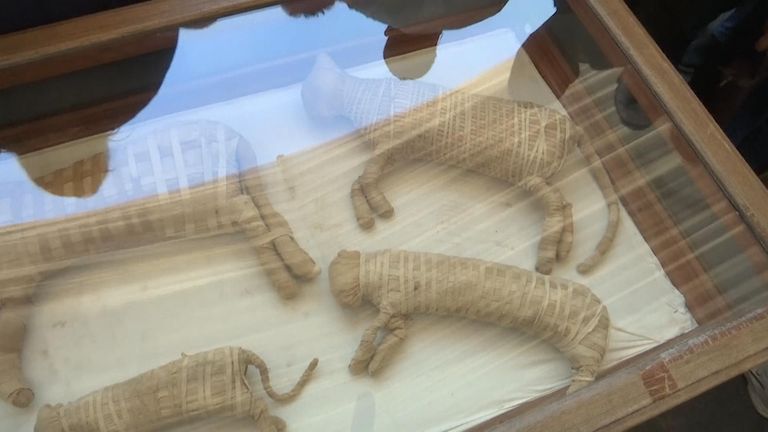 Egypt&#39;s Ministry of Antiquities on Saturday revealed details on recently discovered animal mummies, saying they include two lion cubs as well as several crocodiles, birds and cats.