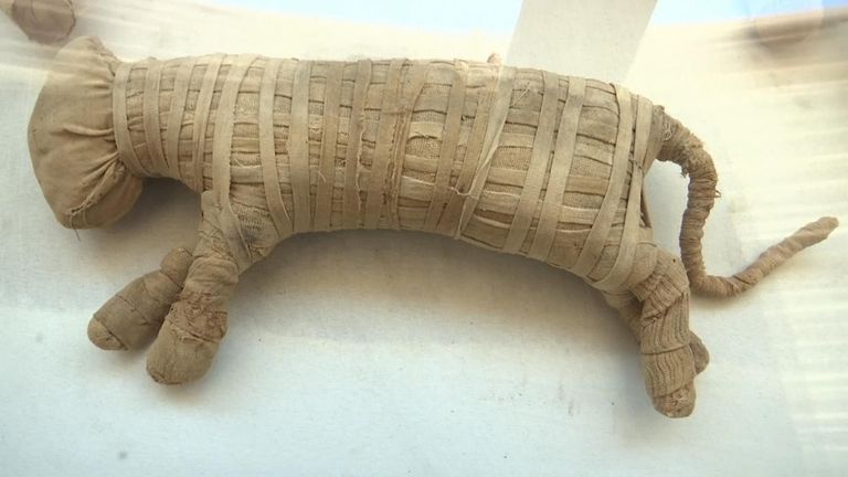 Egypt&#39;s Ministry of Antiquities on Saturday revealed details on recently discovered animal mummies, saying they include two lion cubs as well as several crocodiles, birds and cats.
