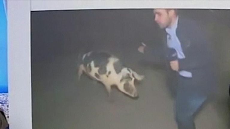Pig chases Greek TV reporter 