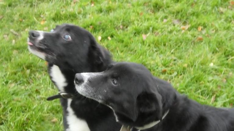 Roy and Bess are searching for their forever home. Pic: RSPCA