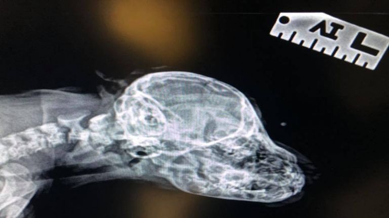 An X-ray showed the tail is not connected to anything. Pic: Mac the Pitbull/Facebook