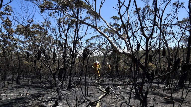 Firefighters proceed to dose bush fire at the Woodford residential area in Blue Mountains on November 12, 2019