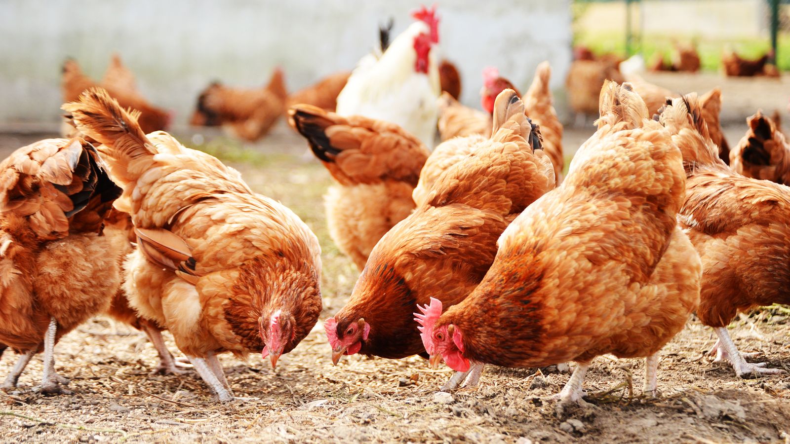 27 000 Chickens To Be Culled After Bird Flu Detected On