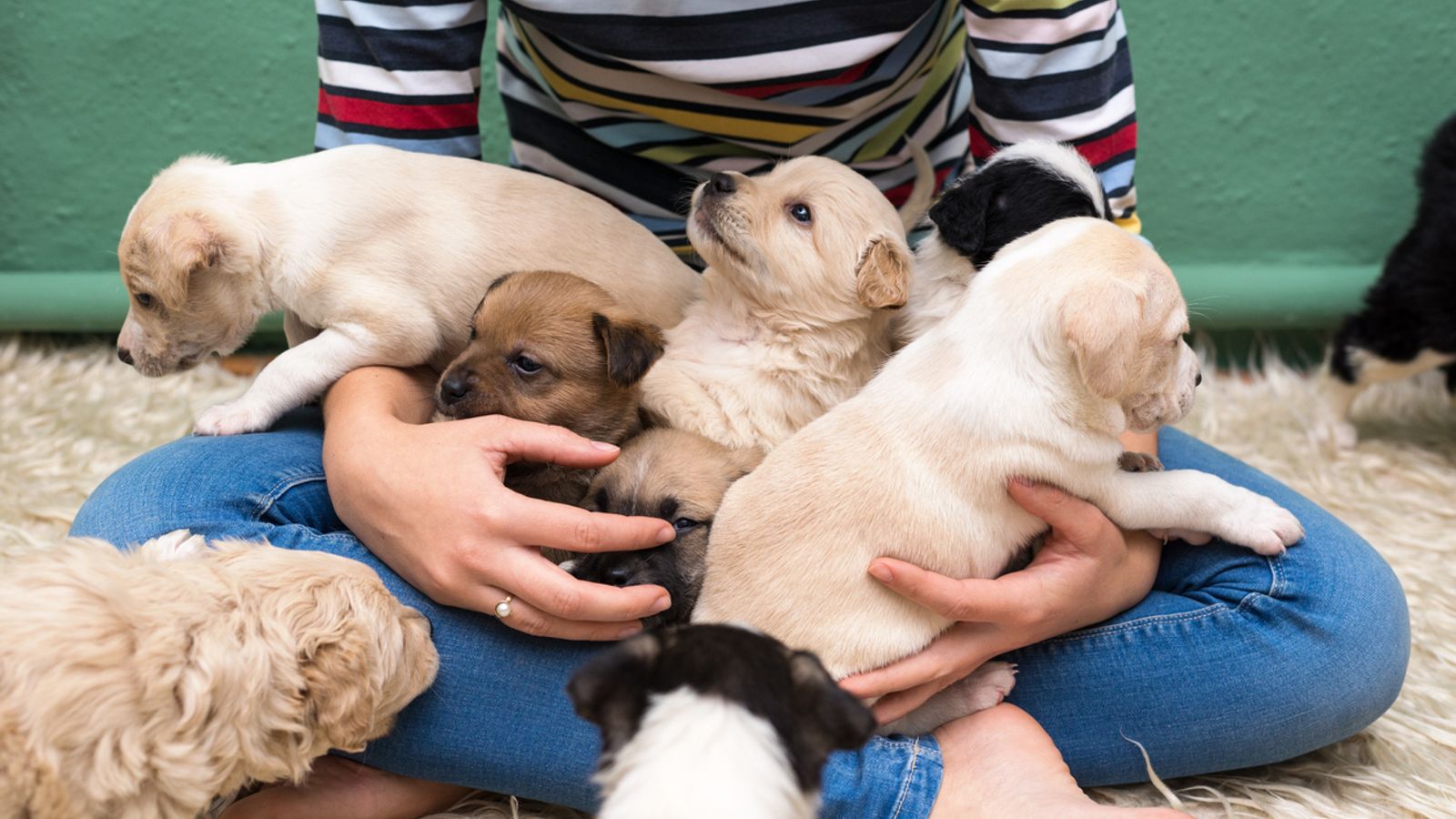 Pet shop puppies linked to spate of illnesses across US UK News Sky