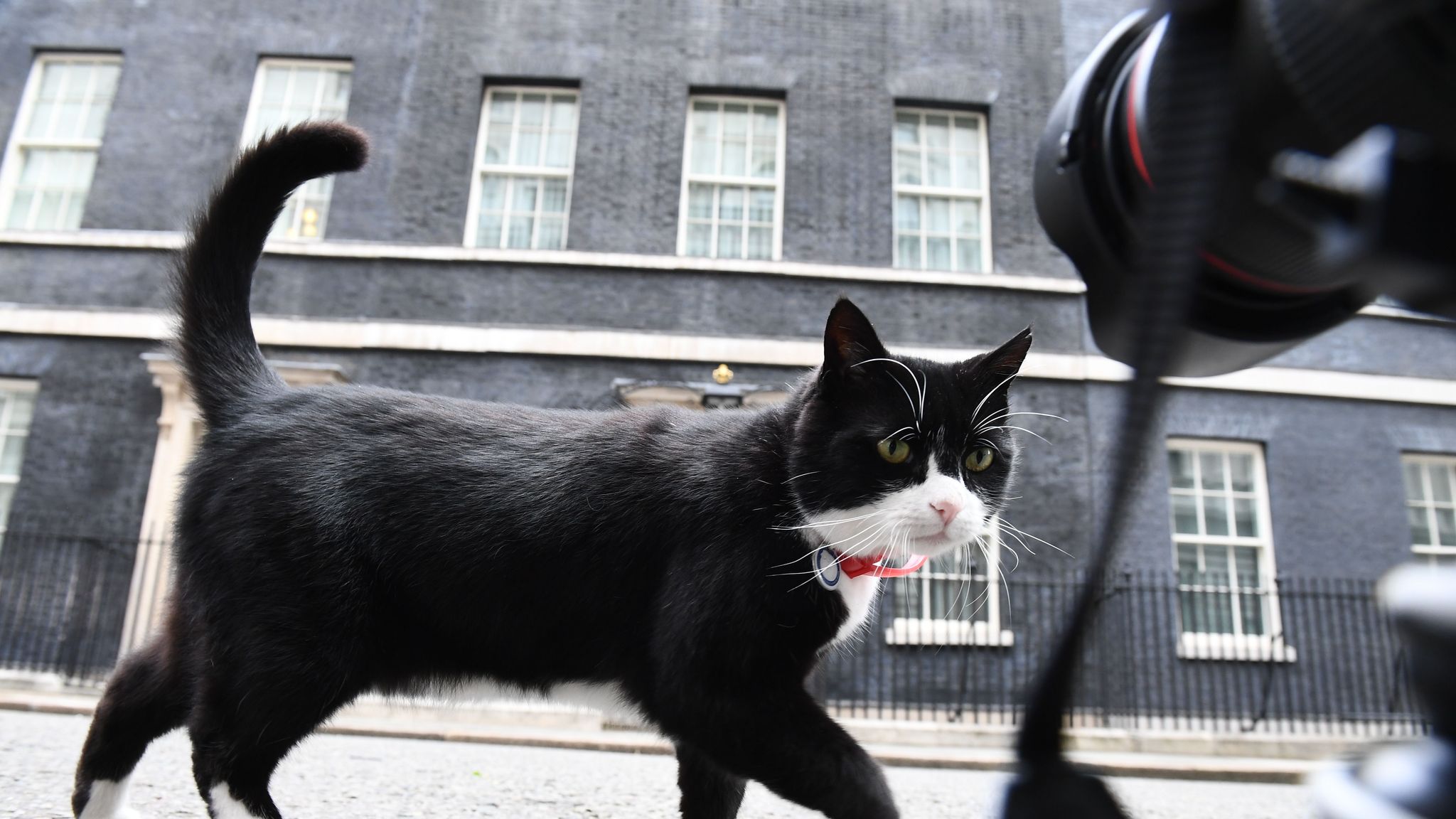 Foreign Office cat back to work - with new 'no treats' rule | Politics ...