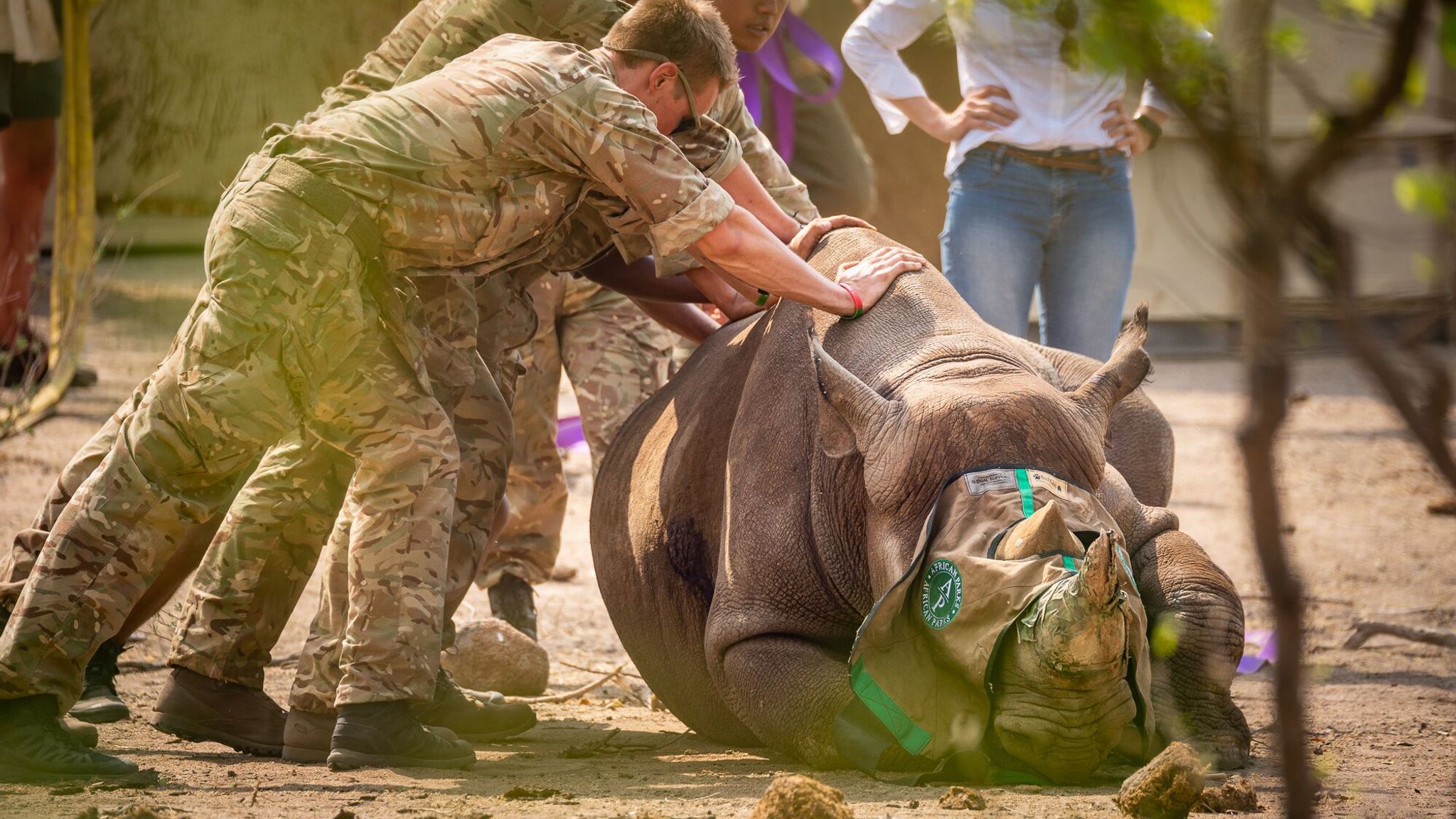 British Troops Help Relocate Endangered Black Rhinos As Part Of Anti ...