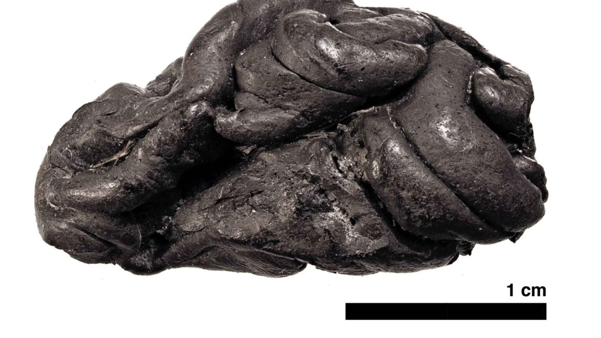 Ancient chewing gum reveals diet of Stone Age woman World News Sky News