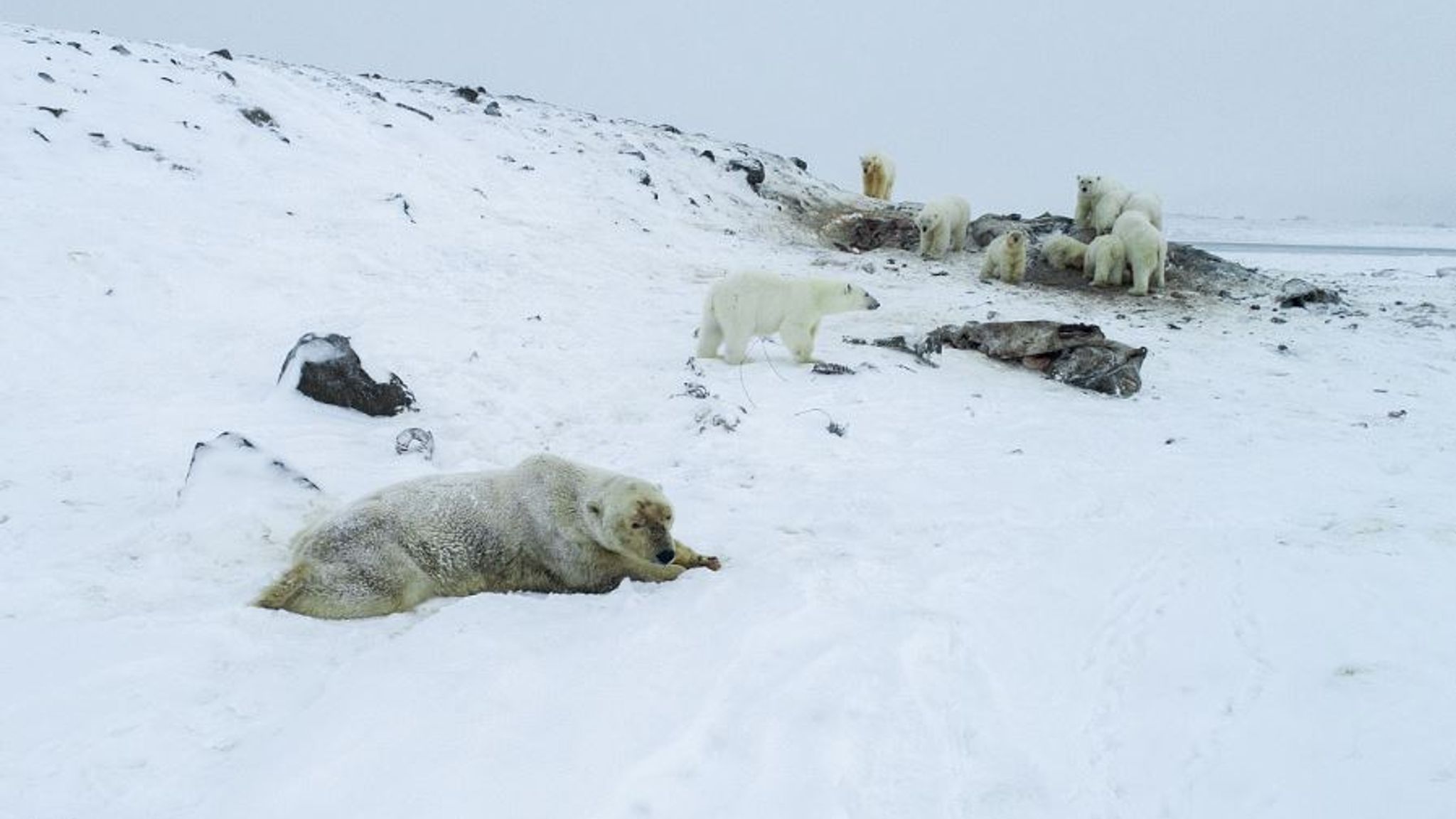 56 Hungry Polar Bears Invade Russian Village Says Wwf World News Sky News 