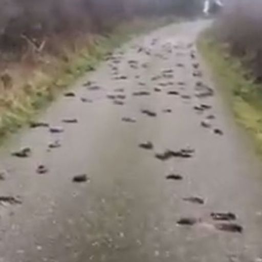 Mystery as 'hundreds' of birds found dead in road in Anglesey