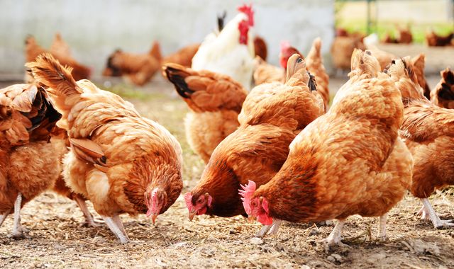 Bird flu found at farm in Suffolk meaning all 27,000 chickens will be culled