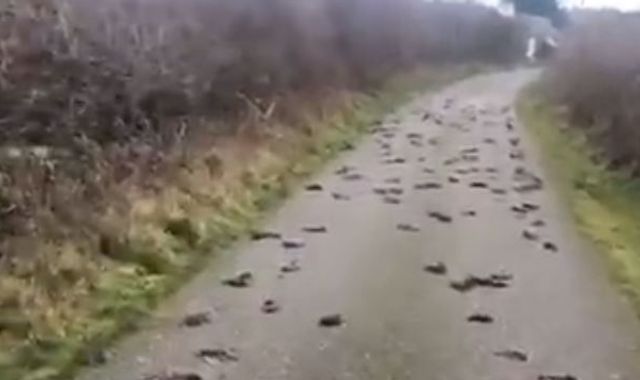 Wales: Hundreds of starlings found dead were 'avoiding bird of prey'