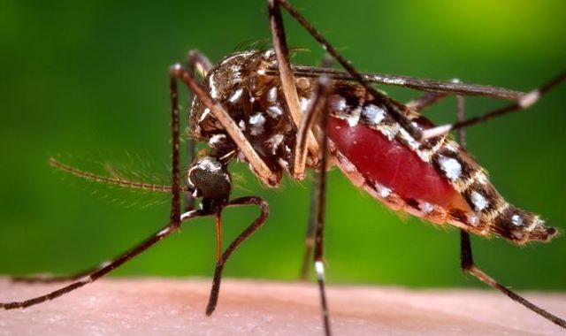Mosquito-killing fungus wins prestigious award