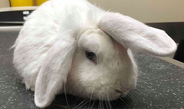Wonky the 'unicorn-horned' rabbit looks for new home for Christmas