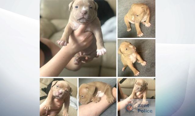 Stolen puppies back with mum as police hunt thieves