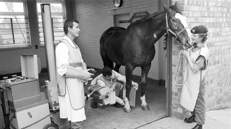 Sefton, the 19-year-old Household Cavalry horse injured in the Hyde Park bombing, is prepared for an X-ray at the army&#39;s veterinary centre at Melton Mowbray.