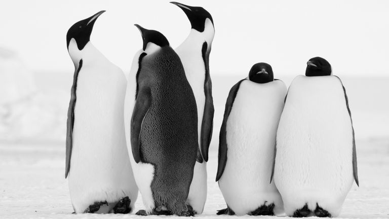 Emperor penguins in the Antarctic