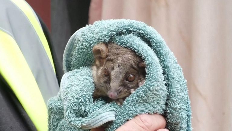 The bushfires have been devastating for Australia's wildlife