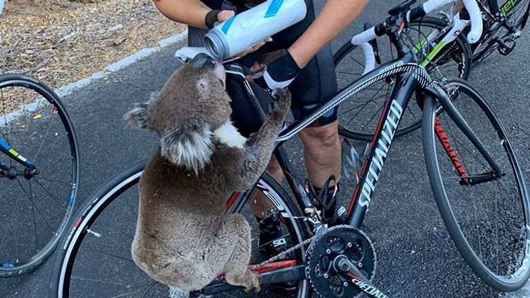 A koala receives water from a cyclist during a severe heatwave that hit the region, in Adelaide Hills, South Australia