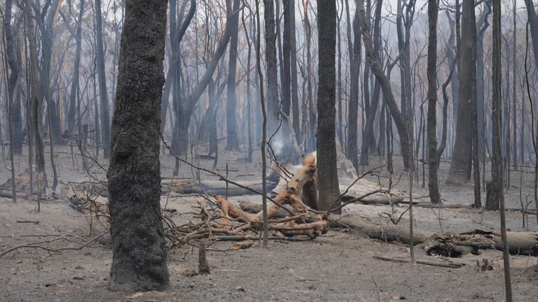 Australian bushfires: in the Blue Mountains, in New South Wales. Vittozzi pkg