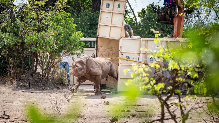 Undated handout photo issued by the Ministry of Defence (MOD) of a black rhino being transported to Malawi.